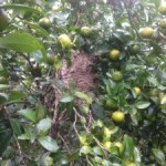 シークヮーサーの畑で巨大蜂の巣発見