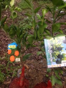 シークヮーサーの苗とタンカンの苗を購入