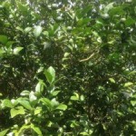 昼間の作業は2時間が限度