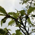 桜の花が散り葉が茂っています