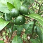 シークヮーサーに多く含まれるノビチレンの概要と効果